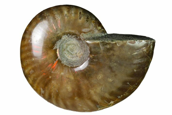 Red Flash Ammonite Fossil - Madagascar #151758